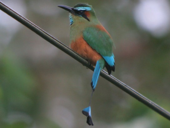 tiny birds in nicaragua
