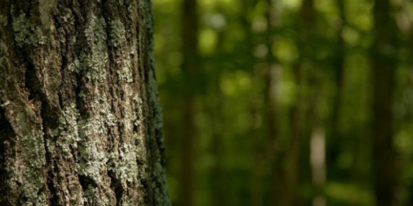 the-base-of-the-tree